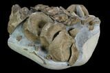 Cluster of Ichthyosaurus Vertebrae & Ribs - Whitby, England #130200-4